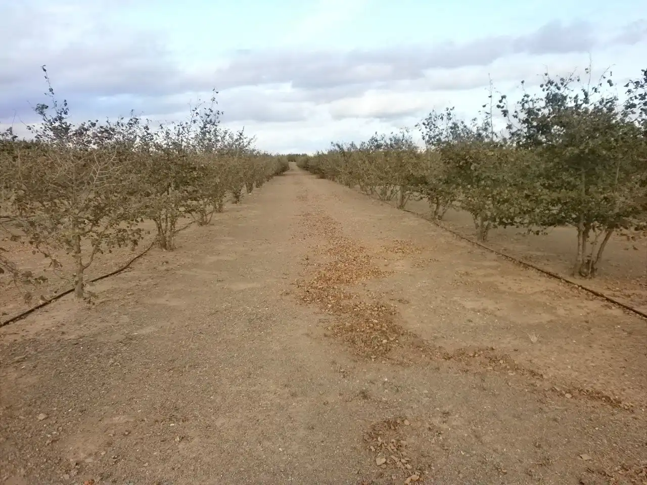 Rural land for sale in Castellvell del Camp, imagen 13