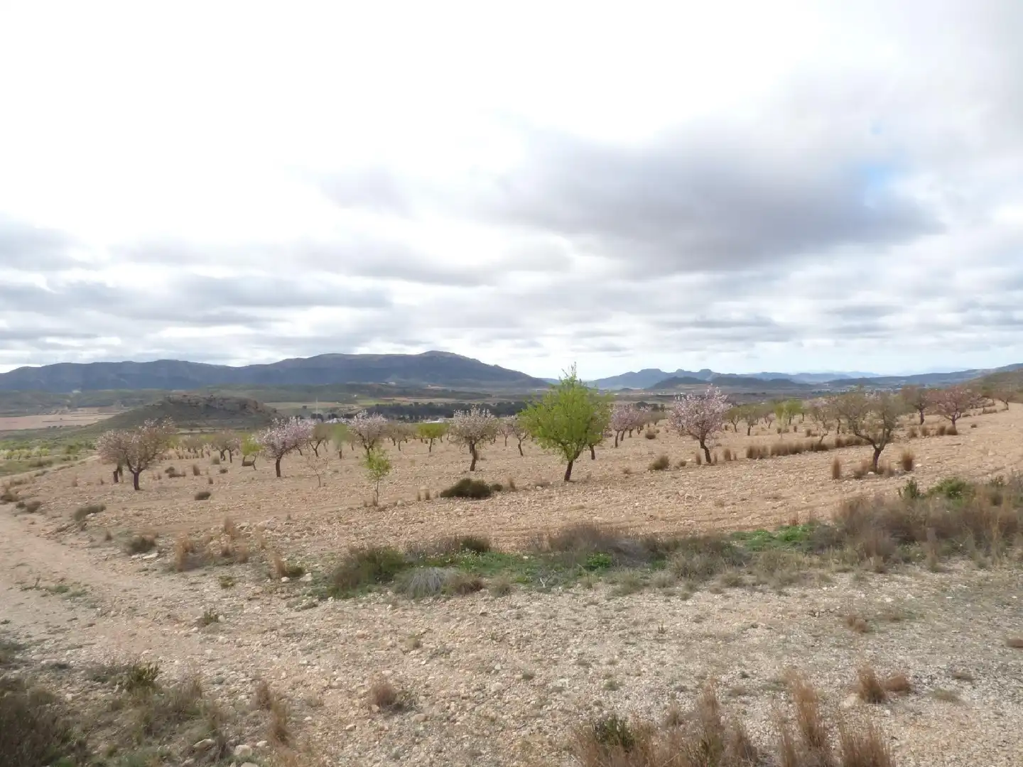 Rustikales Grundstück zum Verkauf in Jumilla, imagen 15
