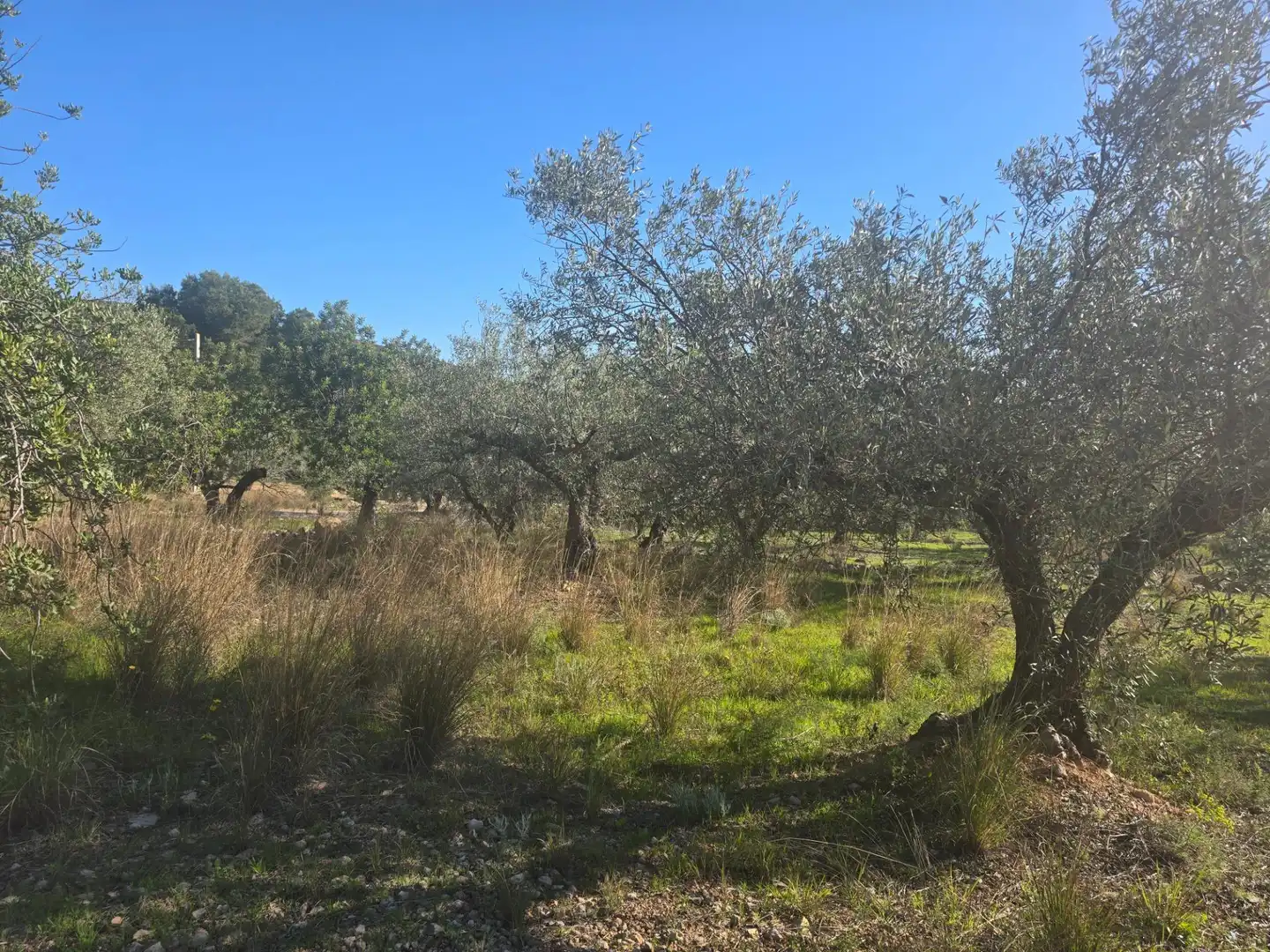 Terreno rustico in vendita a Alcanar, imagen 7