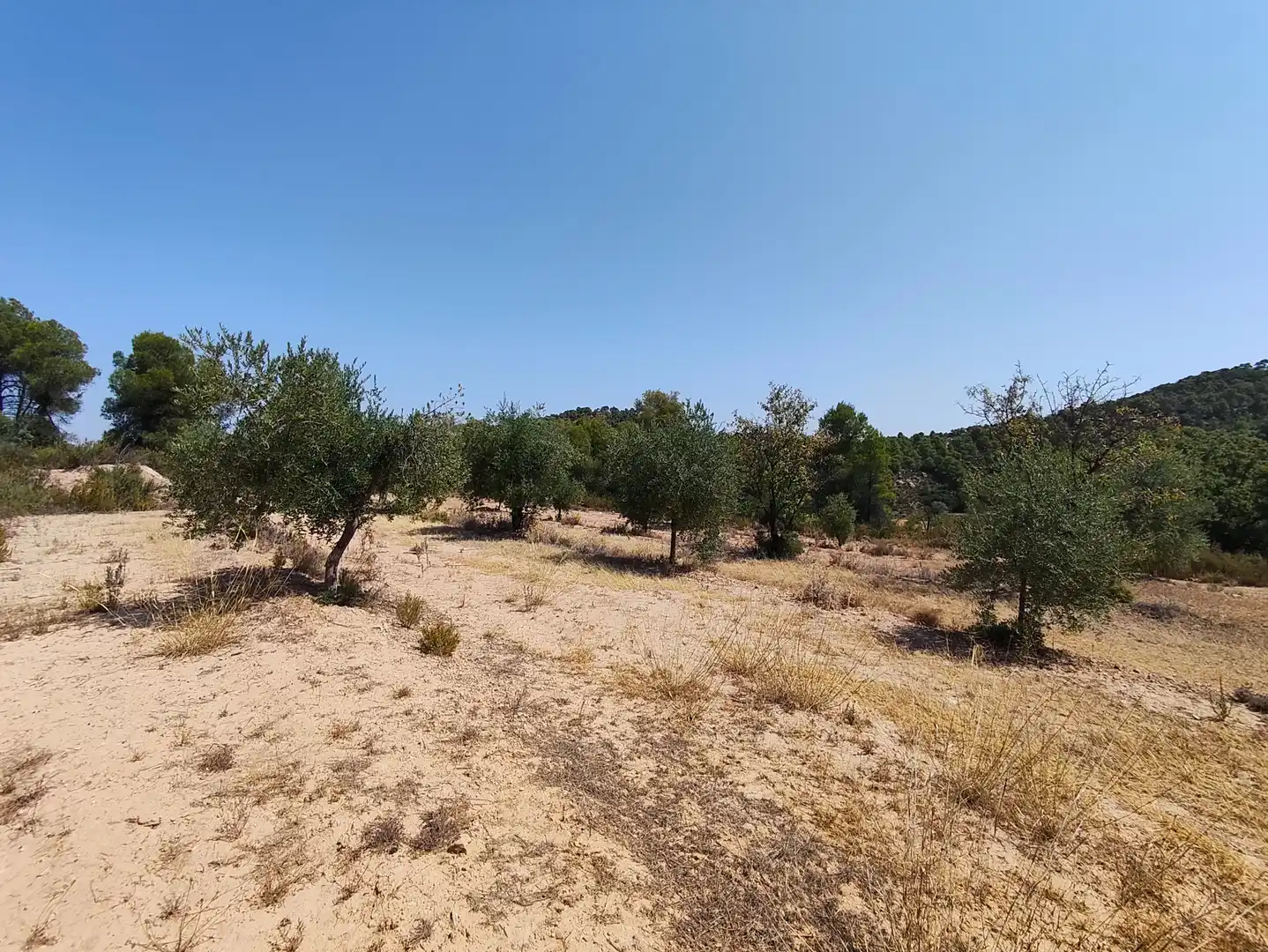 Terreno en venta en Cervià de Les Garrigues