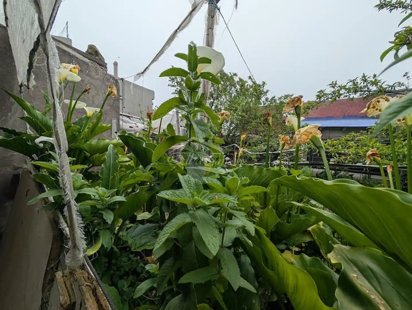 Garden of Buildings for sale in El Tanque