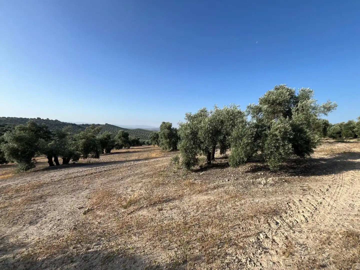 Finca rústica en venta en Lucena