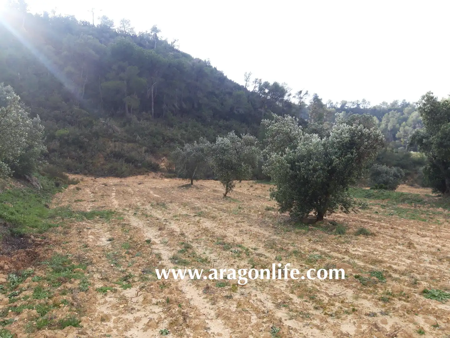Finca rústica en venta en Batea