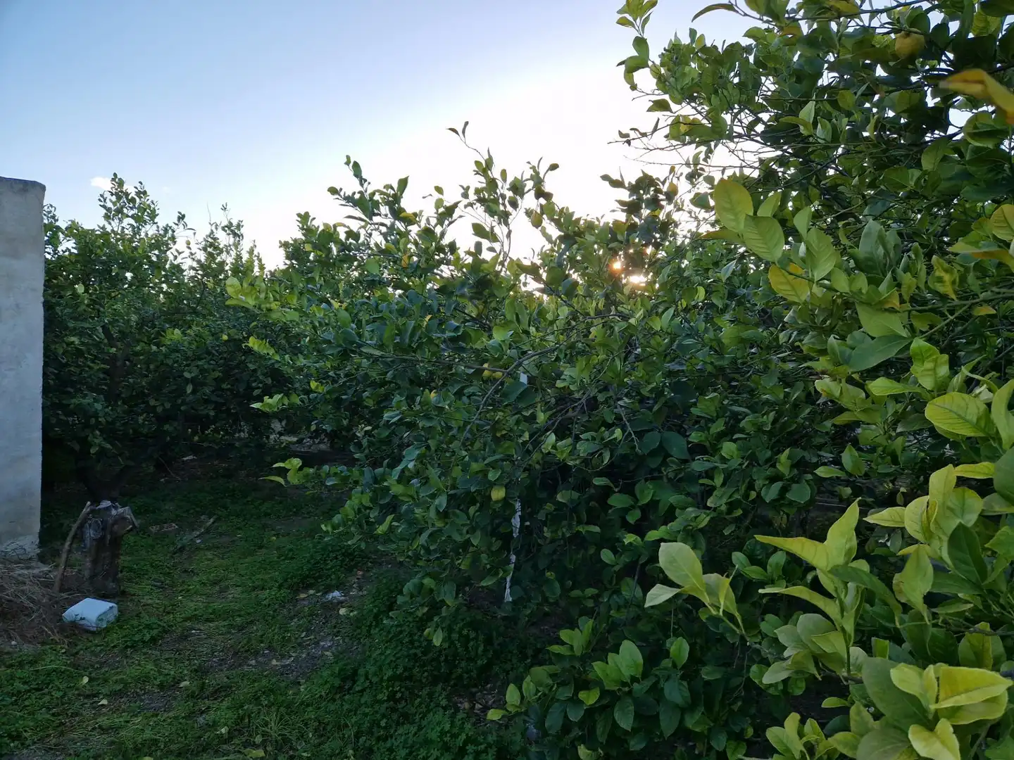 Land for sale in Villanueva del Río Segura