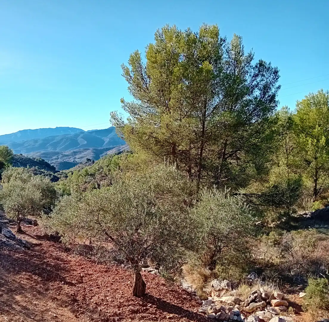 Rural land for sale in Yunquera, imagen 9
