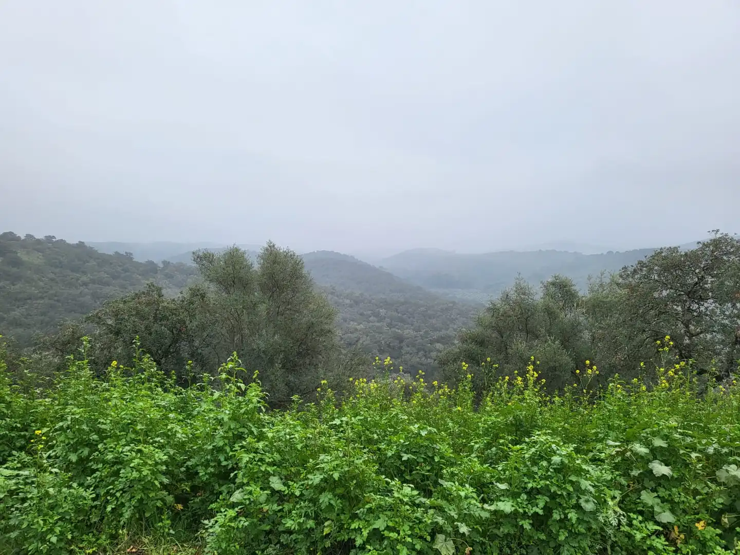 Terrain rustique à vendre à Camino de la Dehesa 236, imagen 3
