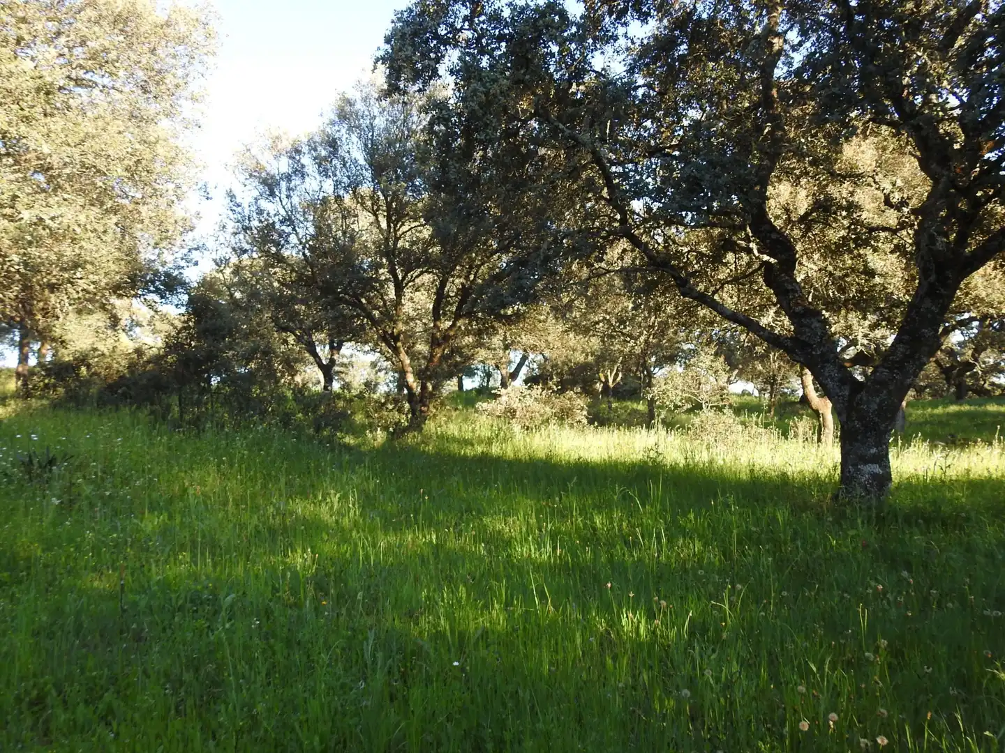 Land for sale in Cervera de los Montes