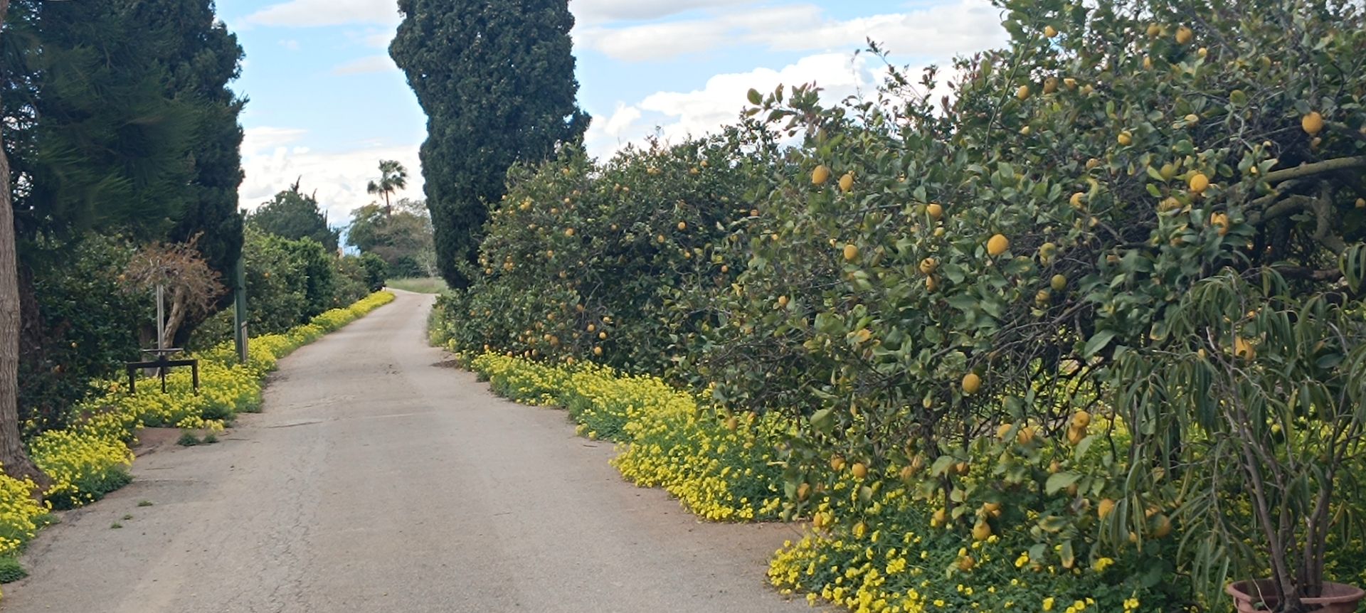 Vista exterior de Finca rústica en venda en Orihuela amb Jardí privat, Terrassa i Traster