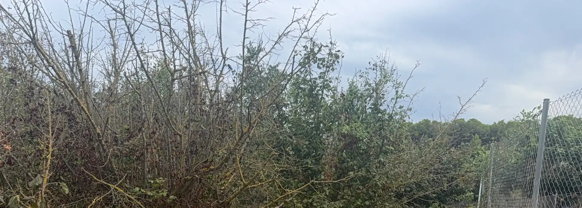 Terreny rústic en venda a Carretera del Catllar 22, imagen 8
