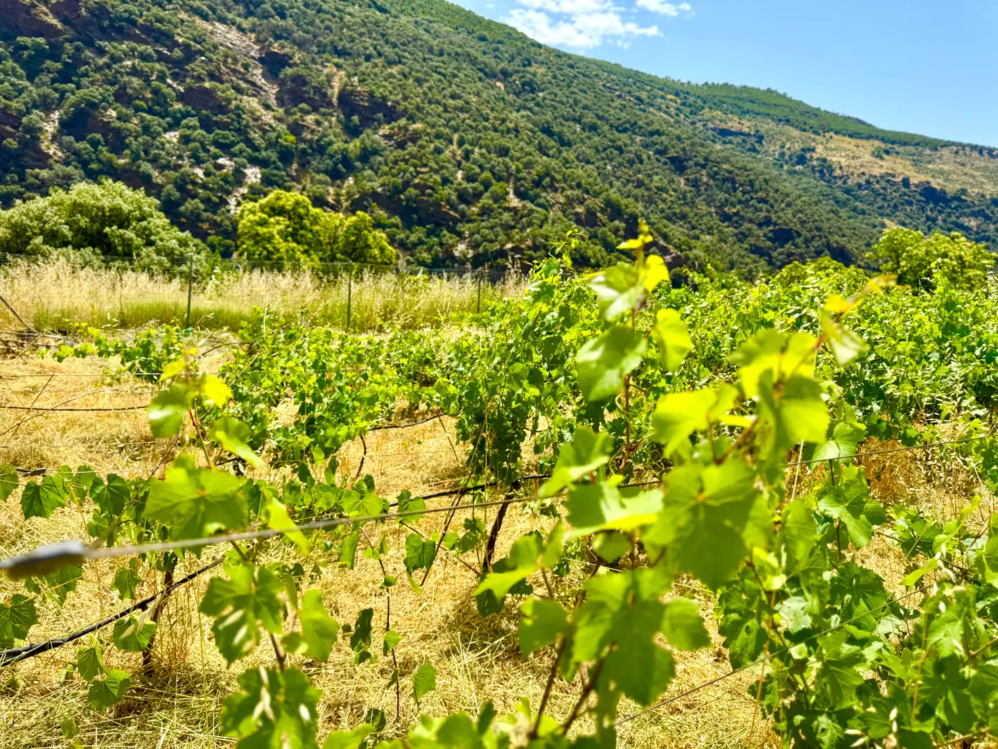 Terreni e lotti in vendita a Alpujarra de la Sierra, imagen 18