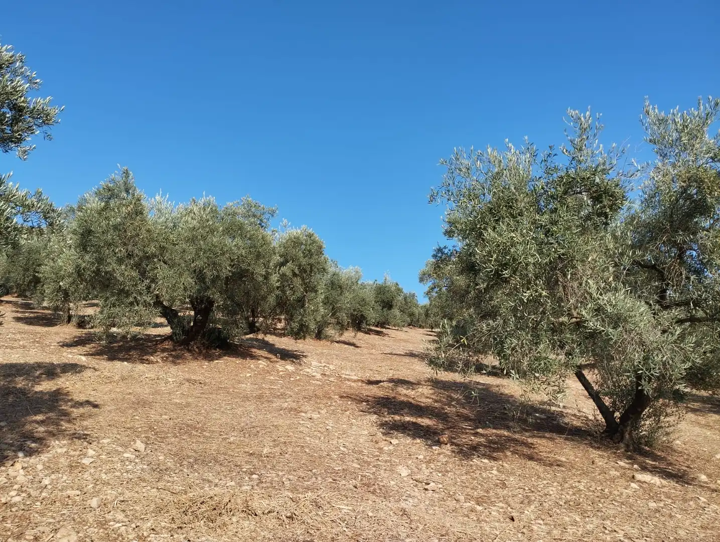 Terreno rustico in vendita a Calle Santa Teresa de Jornet, imagen 7