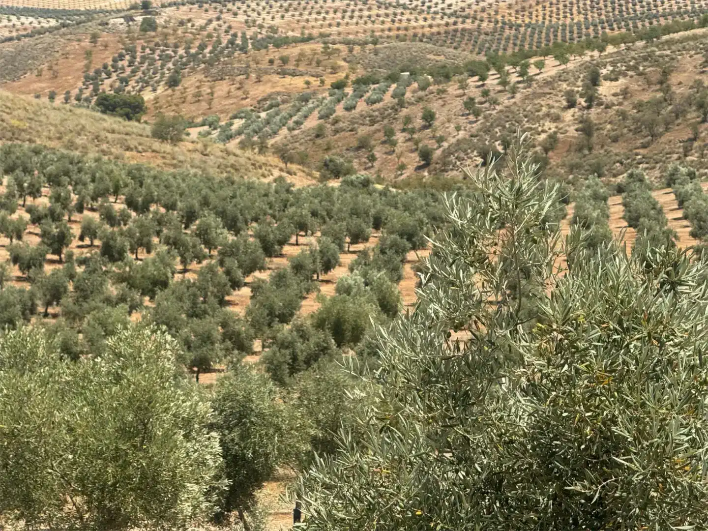 Jardín de Terreno en venta en Cacín