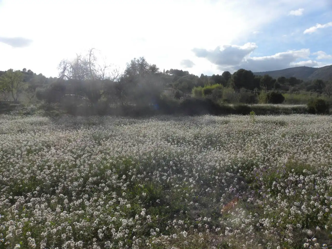 Jardí de Residencial en venda en Caravaca de la Cruz