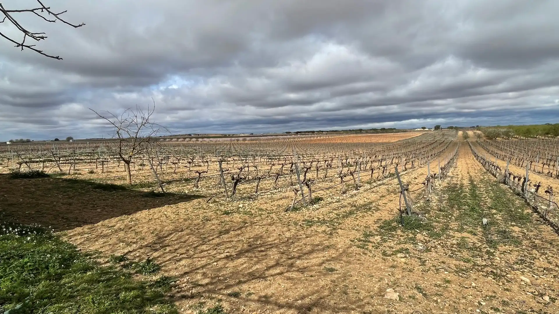 Terreny rústic en venda a Tarazona de la Mancha, imagen 10