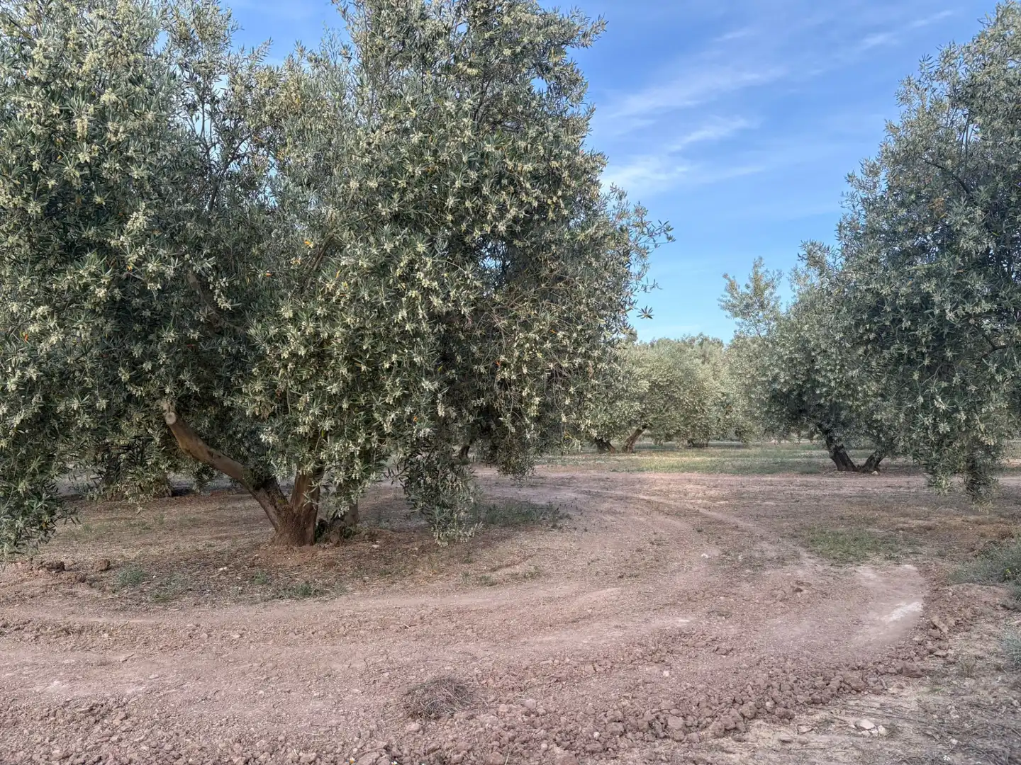 Terrenys i solars en venda a Cuevas del Campo, imagen 4