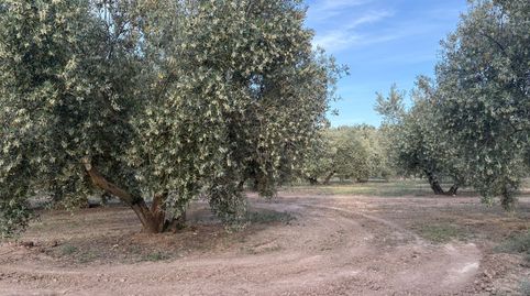 FINCA EN VENTA, imagen 4