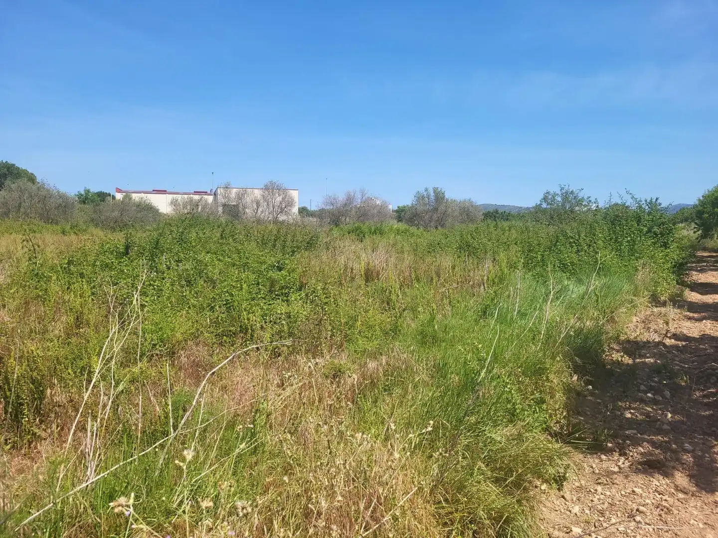 Terreny rústic en venda a Vall d'Alba, imagen 3