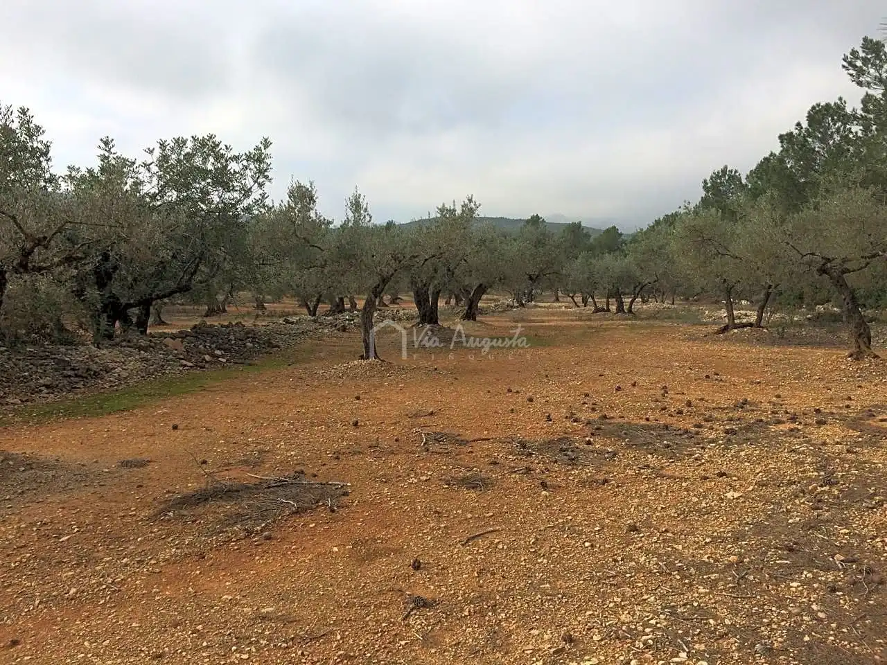 Terreno rustico in vendita a Burga, imagen 7