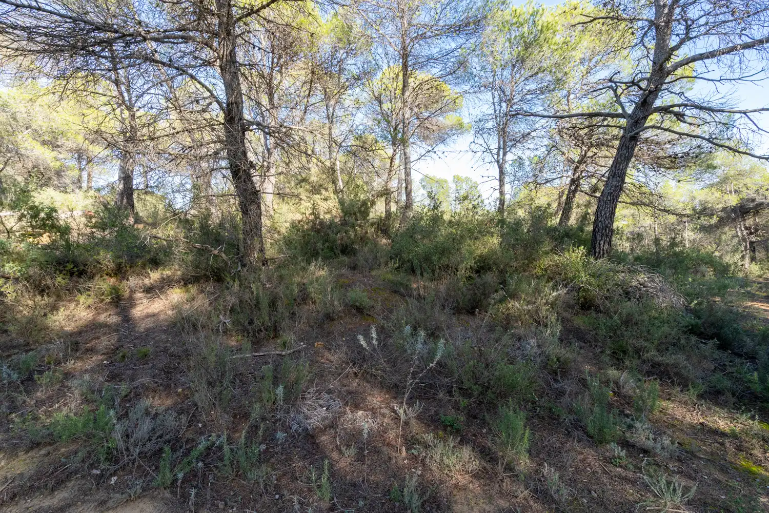 Terreno rustico in vendita a La Pobla de Benifassà, imagen 6