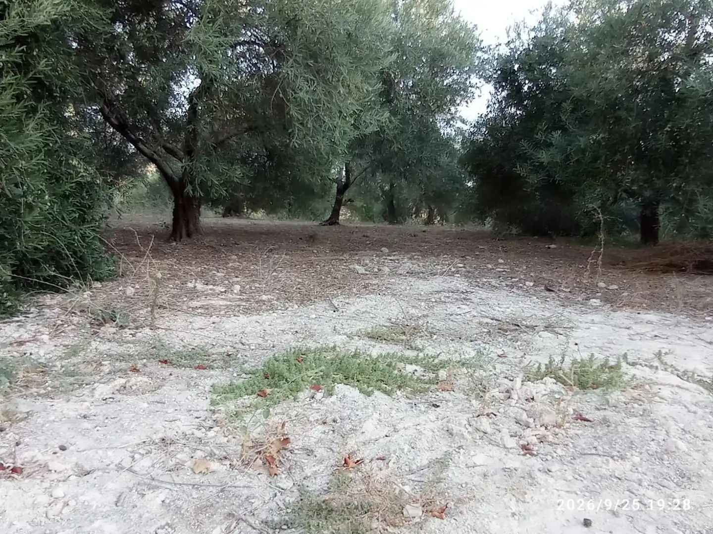 Terreno rústico en venta en El Rocío - La Milagrosa, imagen 10