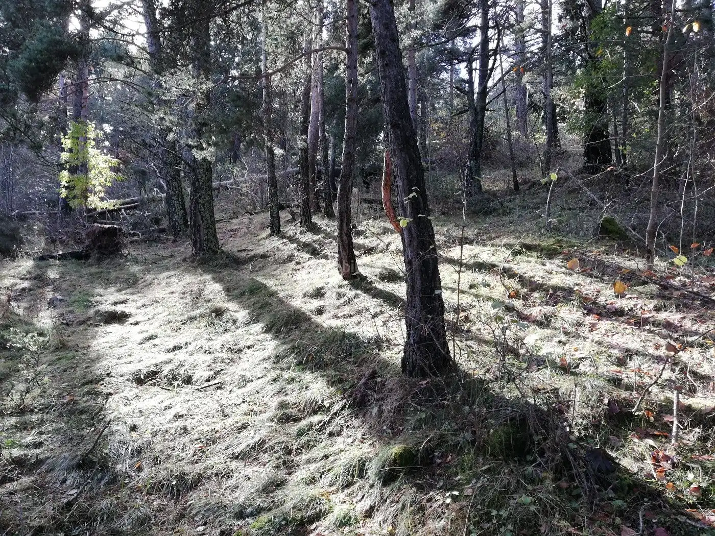 Wohnbaugrundstück zum Verkauf in Avinguda de la Molina 142, imagen 4