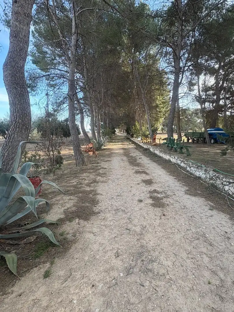Finca rústica en venta en Ontur
