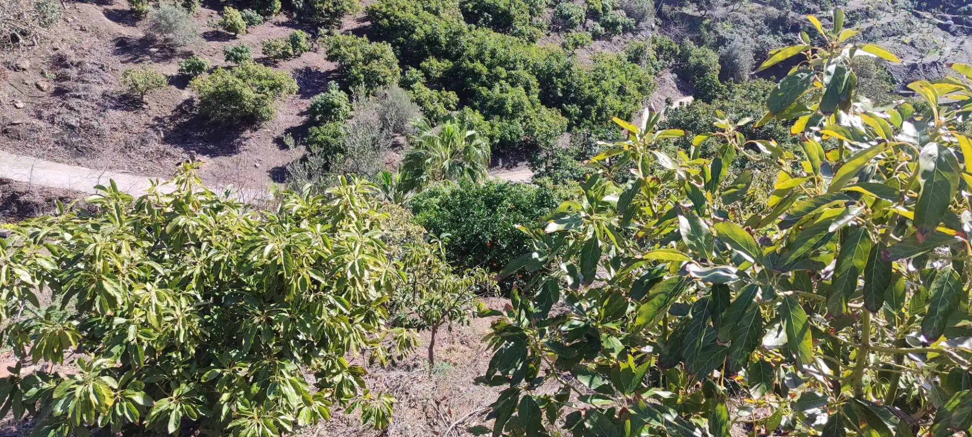 Casa rústica en venta en Torrox Pueblo, imagen 6