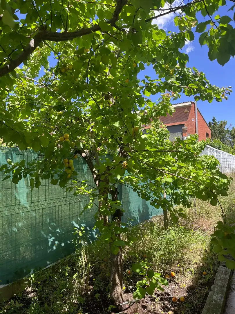 Houses for sale in Jorba, Barcelona