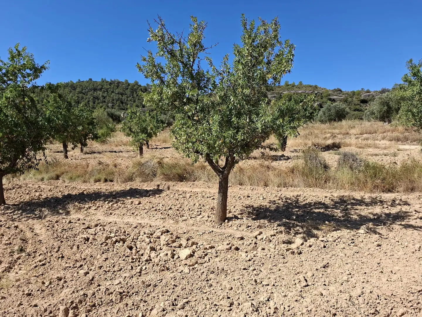 Terreno en venta en Maella