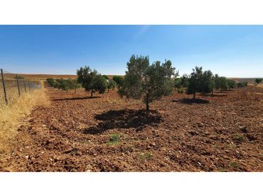 Terreny residencial en venda a Casarrubios del Monte pueblo
