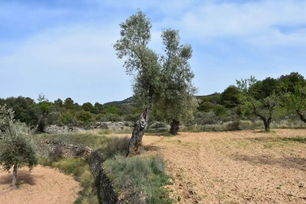 Country homes for sale in Ráfales