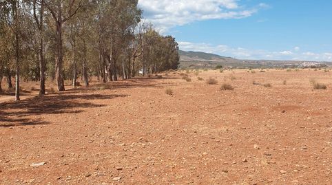 VENTA DE 3 HECTAREAS TIERRA DE CULTIVO EN ABRUCENA. ALMERIA, immagine 4