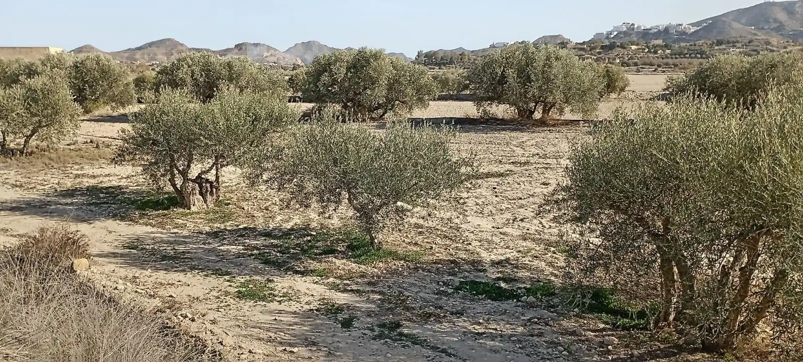 Maison avec jardin à vendre à Mojácar Pueblo, imagen 40