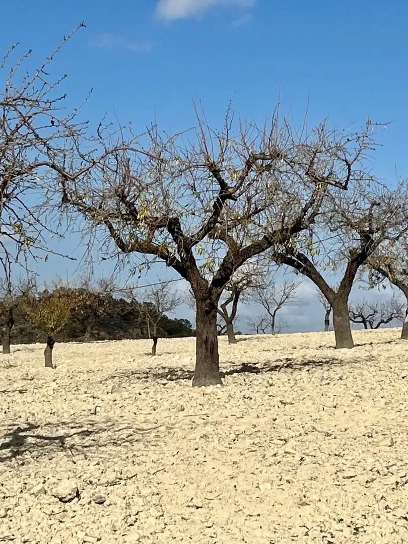 Lands and plots for sale in Bullas, imagen 6