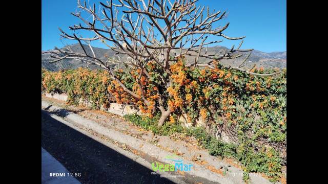 Finca rústica en Venta en La Mezquitilla en La Herradura centro