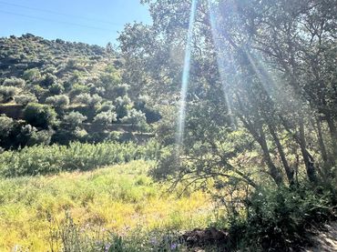 Terreno rustico in vendita a Riogordo