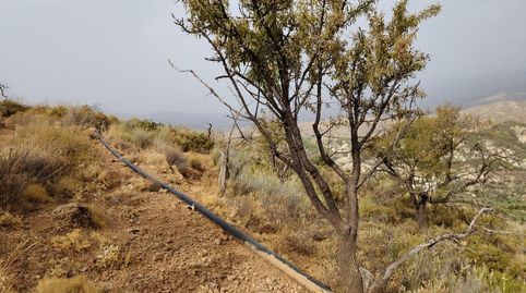 Terreno rústico en venta en Alcolea  4.500 m2 muy cerca del pueblo, immagine 4