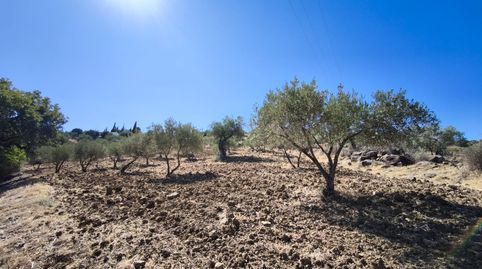 OLIVAR EN VENTA CON VISTAS ESPECTACULARES, immagine 4