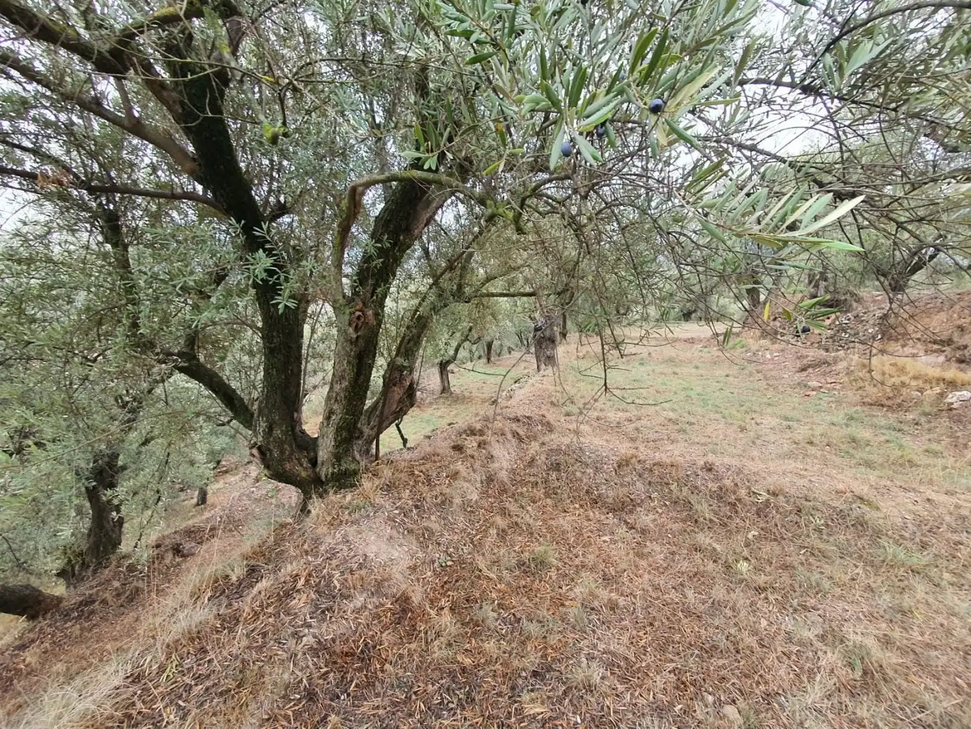 Casa rústica en venda a Fondón, imagen 5