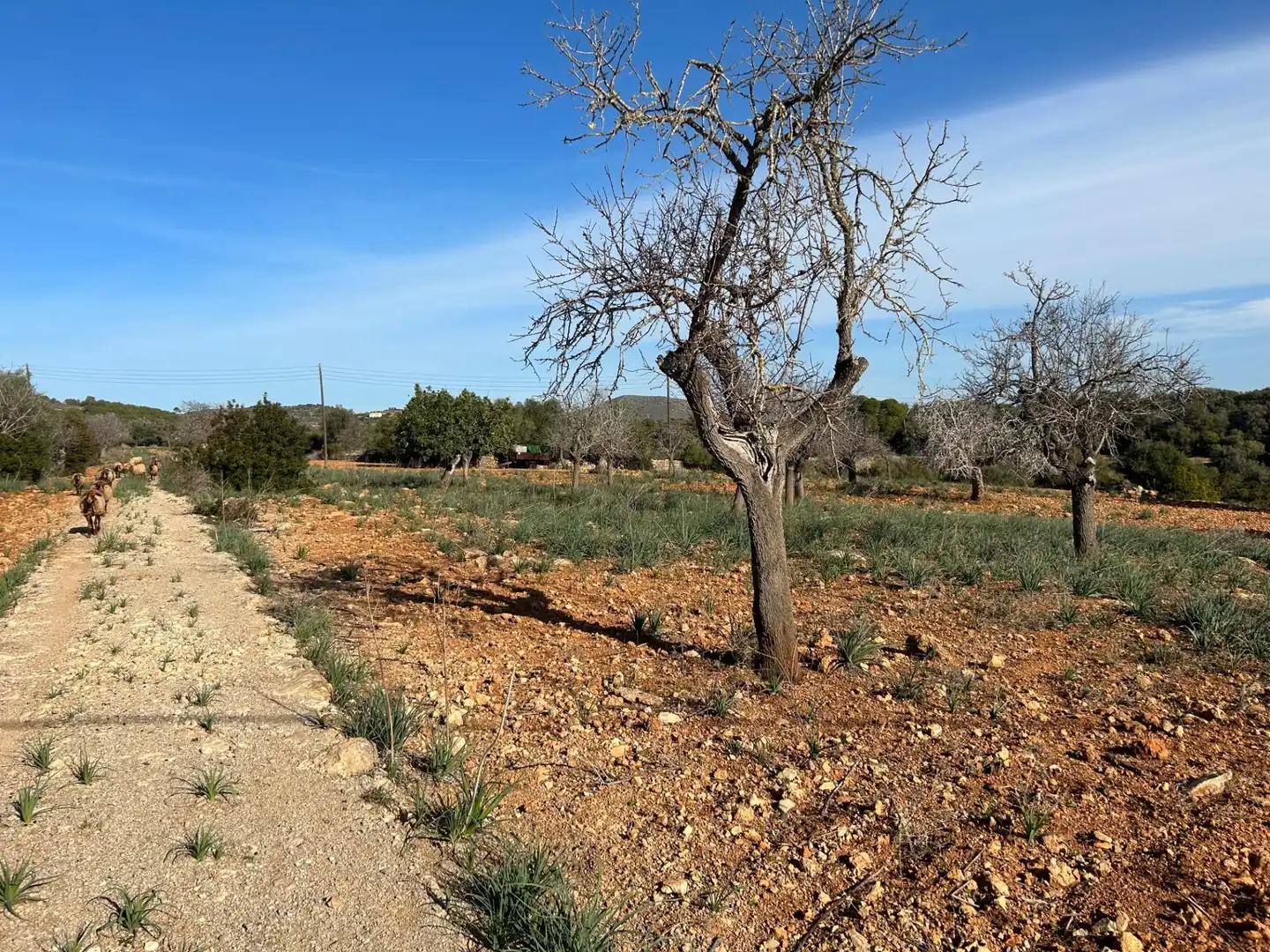 Country house zum Verkauf in Manacor