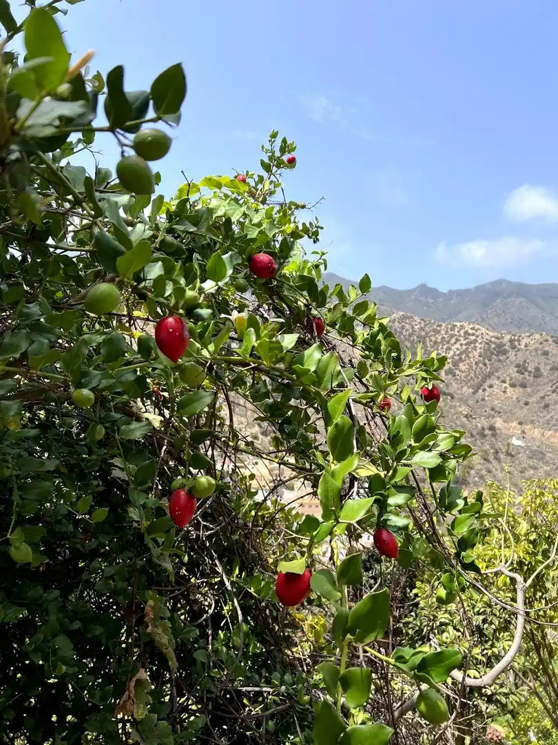 Jardín de Finca rústica en venta en Vallehermoso con Aire acondicionado, Calefacción y Jardín privado