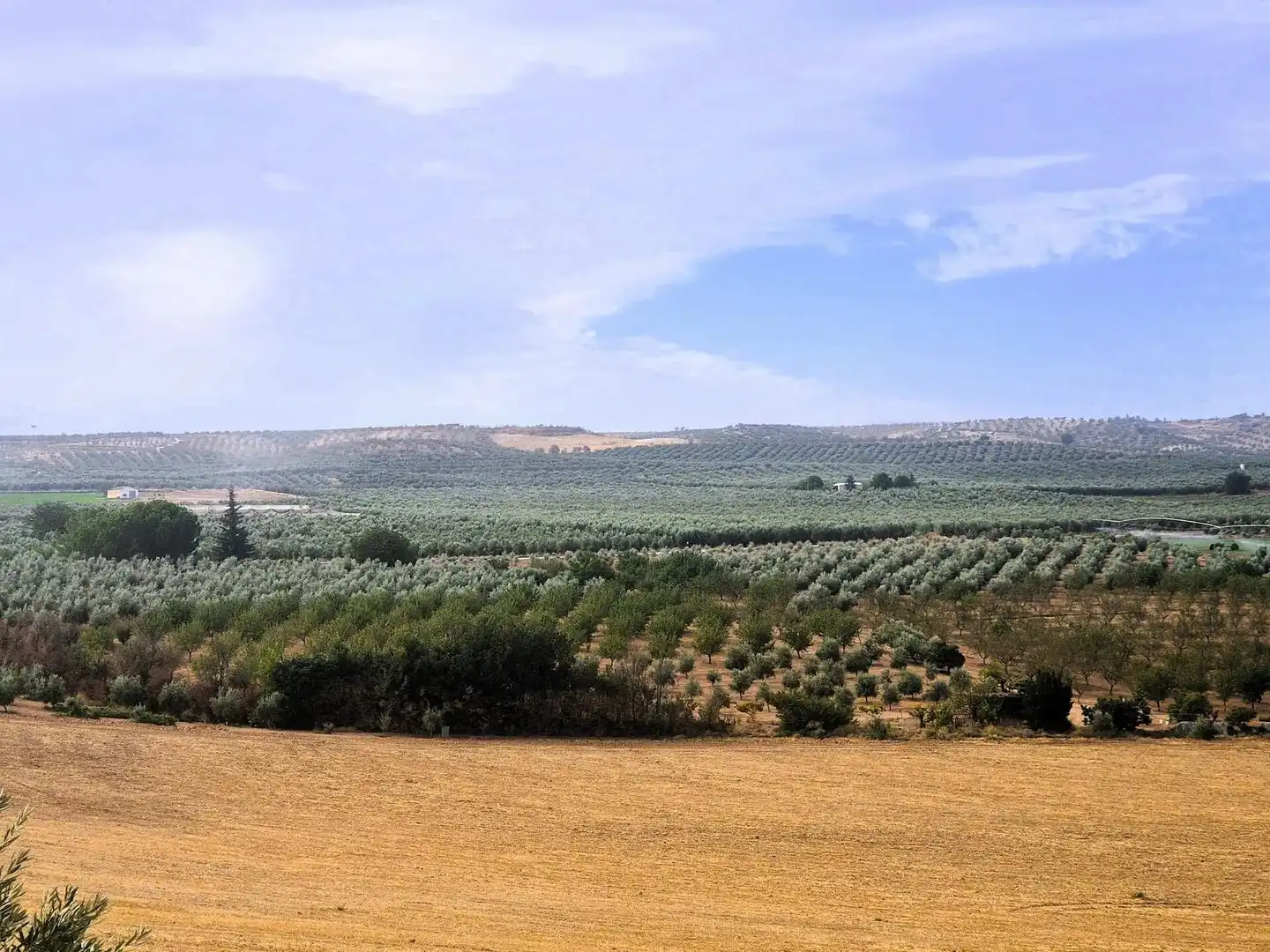 Terreny rústic en venda a Moraleda de Zafayona, imagen 4