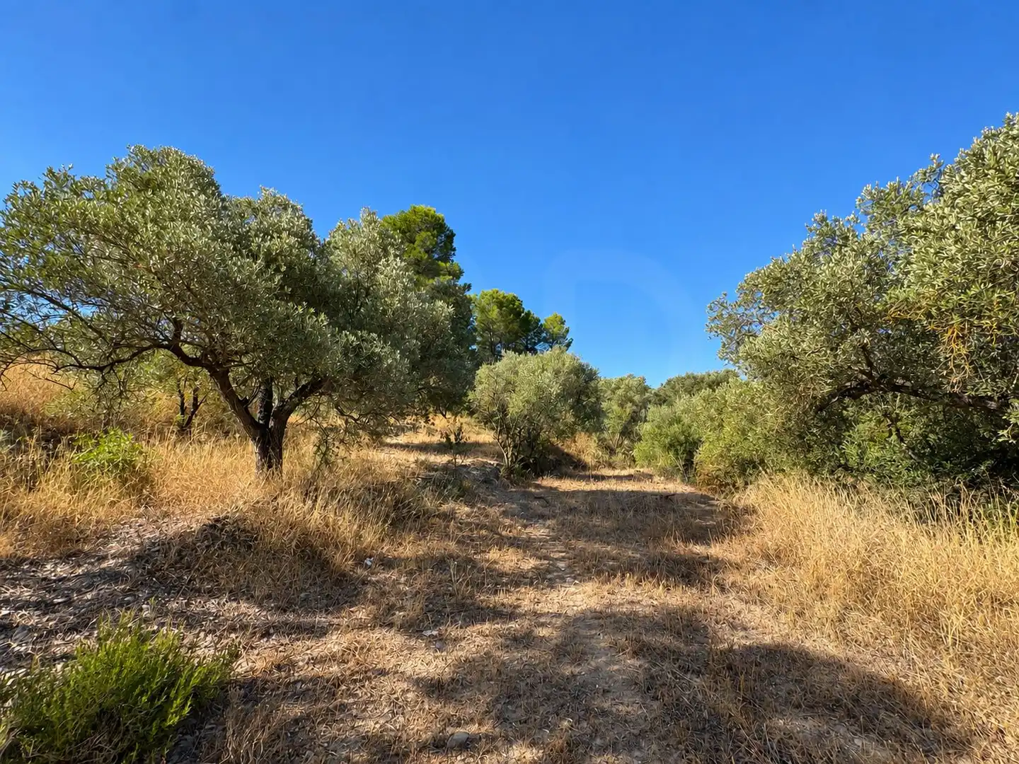 Terrain rustique à vendre à Riba-roja d'Ebre, imagen 10
