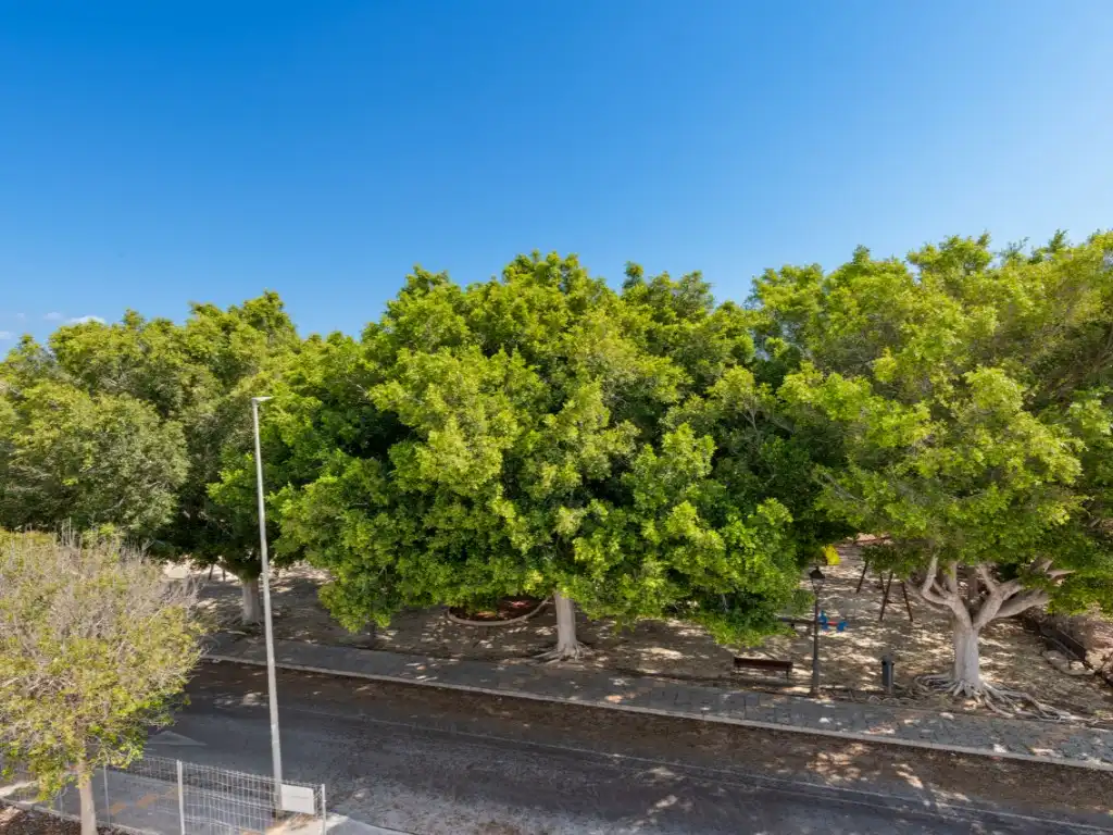 Vista exterior de Casa o xalet en venda en Pilar de la Horadada amb Piscina