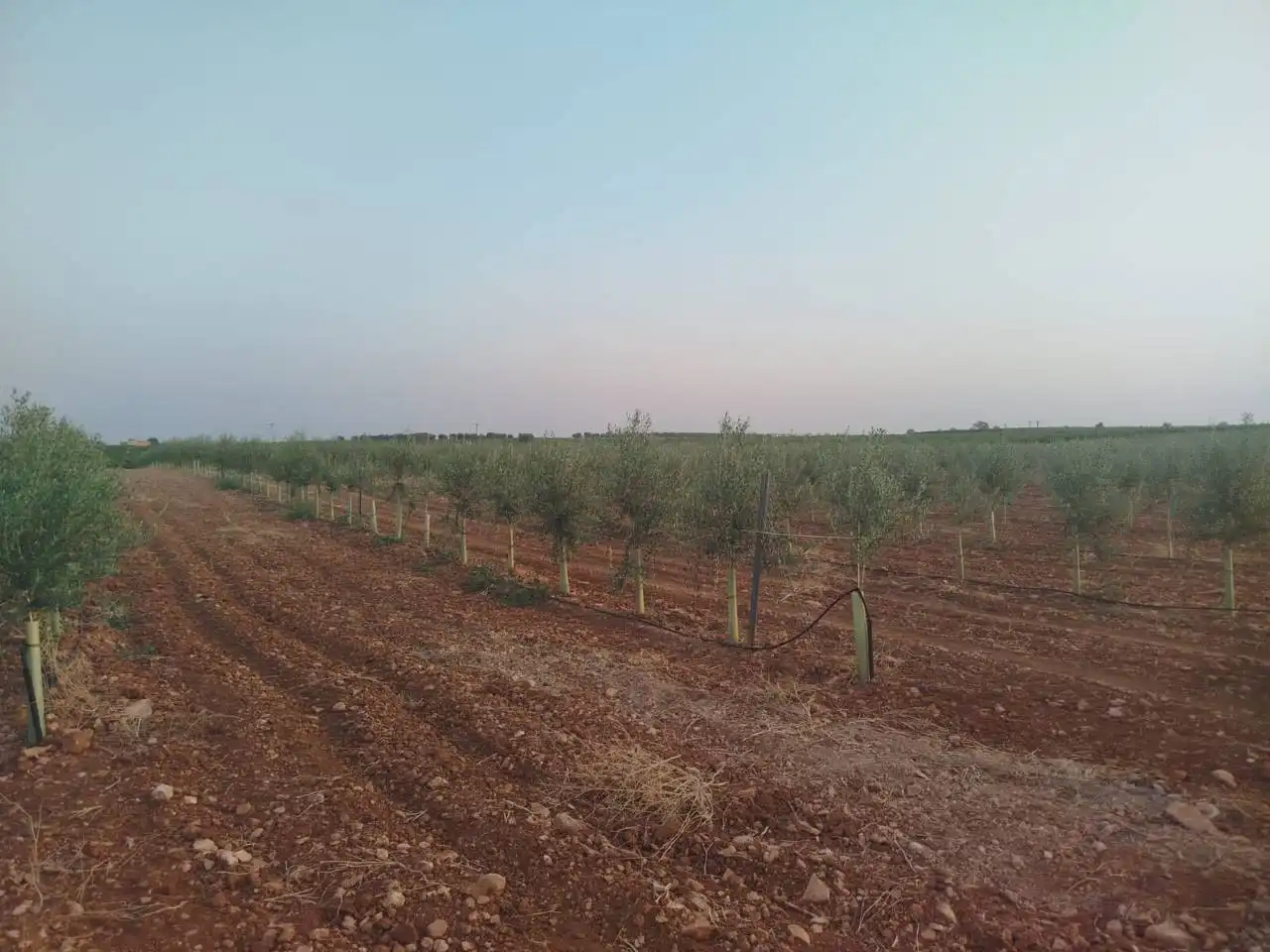 Terreny rústic en venda a Puerto Lápice, imagen 4