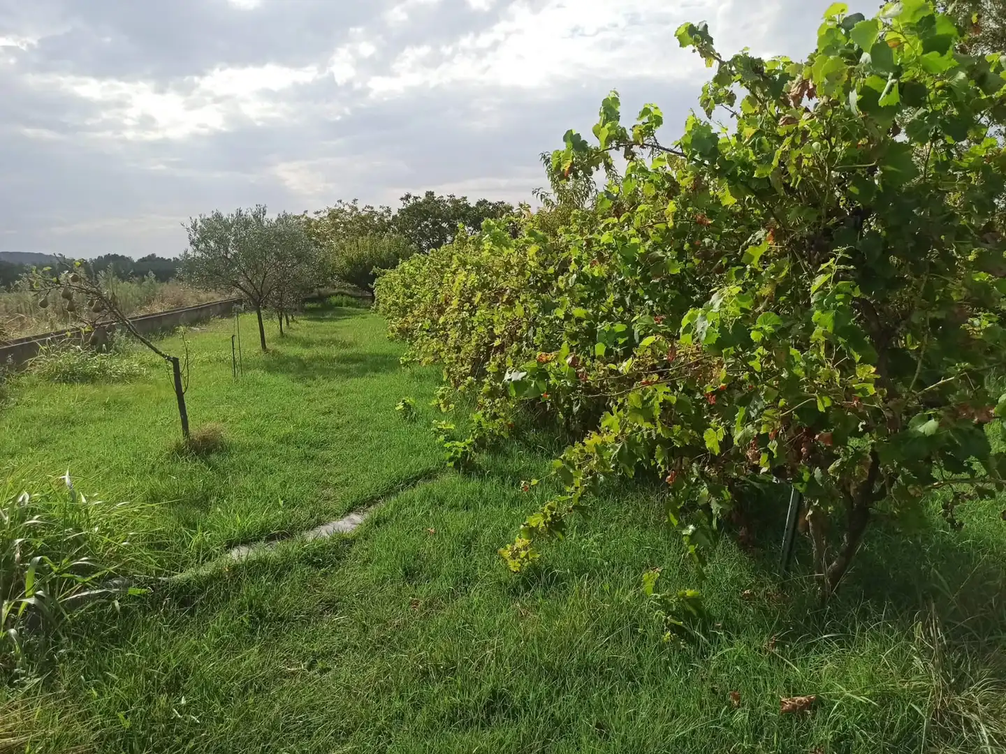 Terreno en venta en Viana