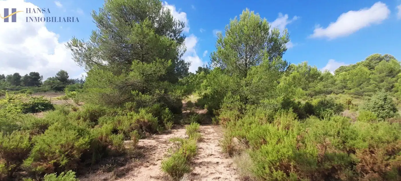 Rustikales Grundstück zum Verkauf in Requena, imagen 5