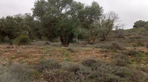 PARCELA DE OLIVAR PARA CONSUMO PROPIO., imatge 4