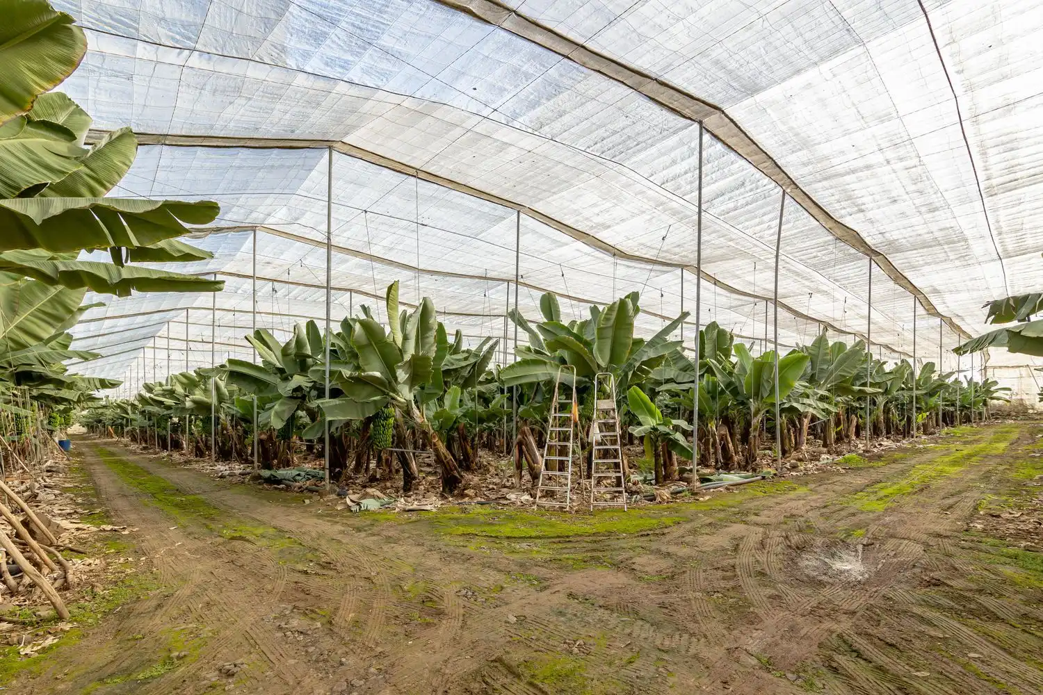 Jardín de Residencial en venta en Arucas