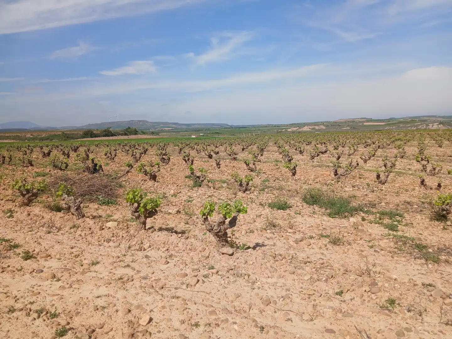 Terreno rustico in vendita a Ausejo, imagen 4